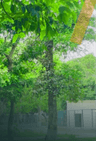Chinji Reserve Forest