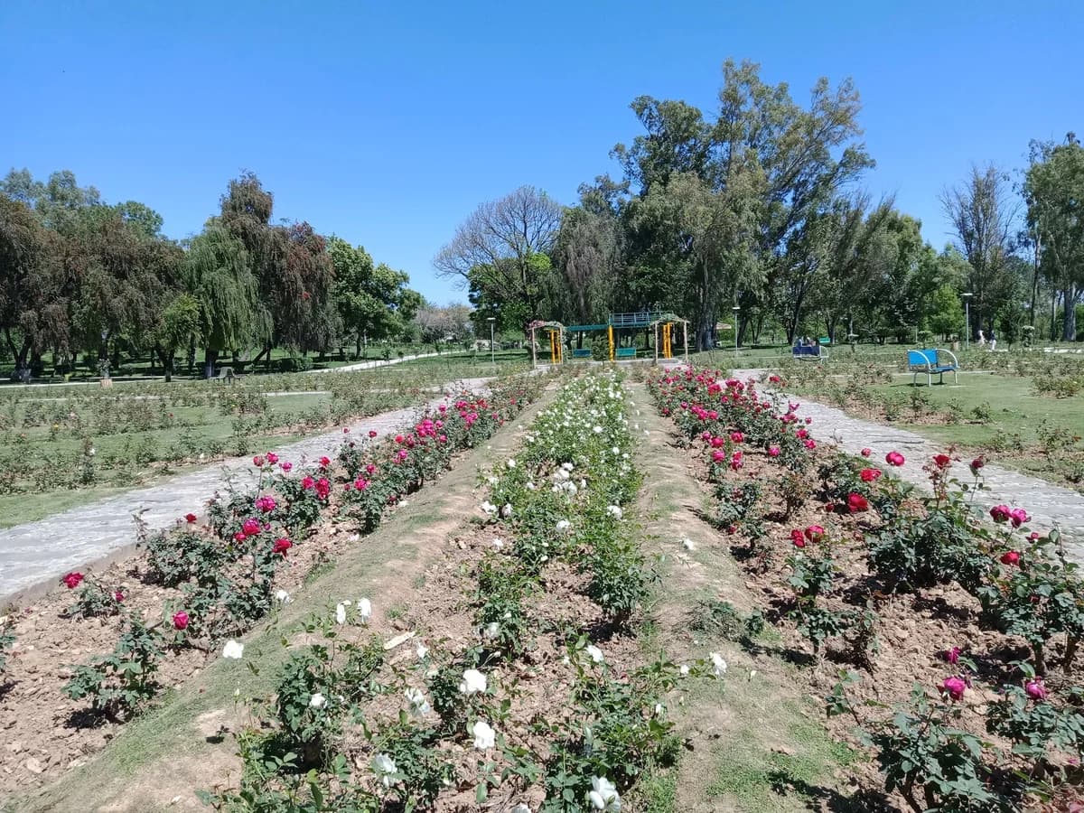 Rose & Jasmine Garden