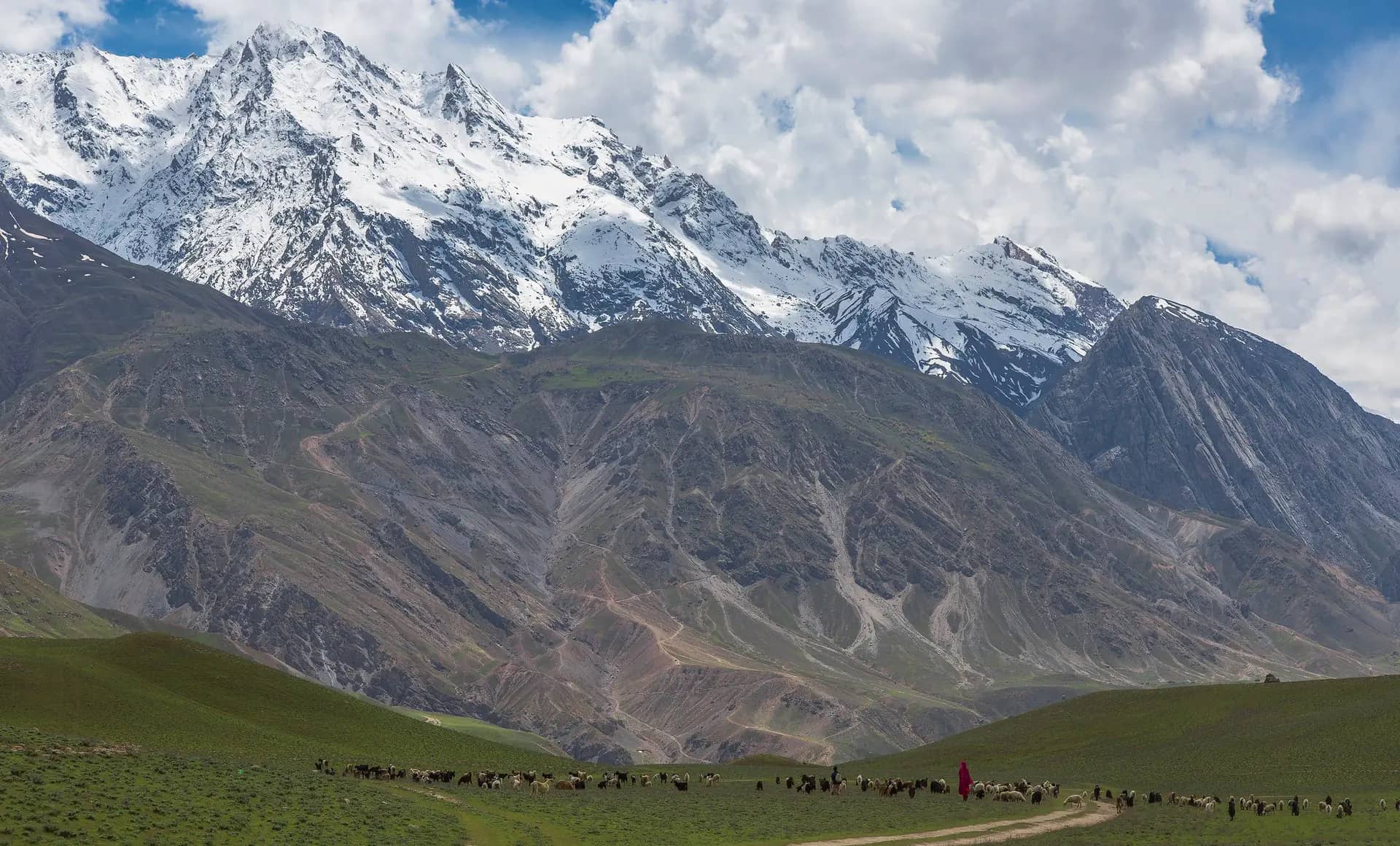 A shepherd and livestock in a green valley below the snow-capped Hindu Kush near Chitral