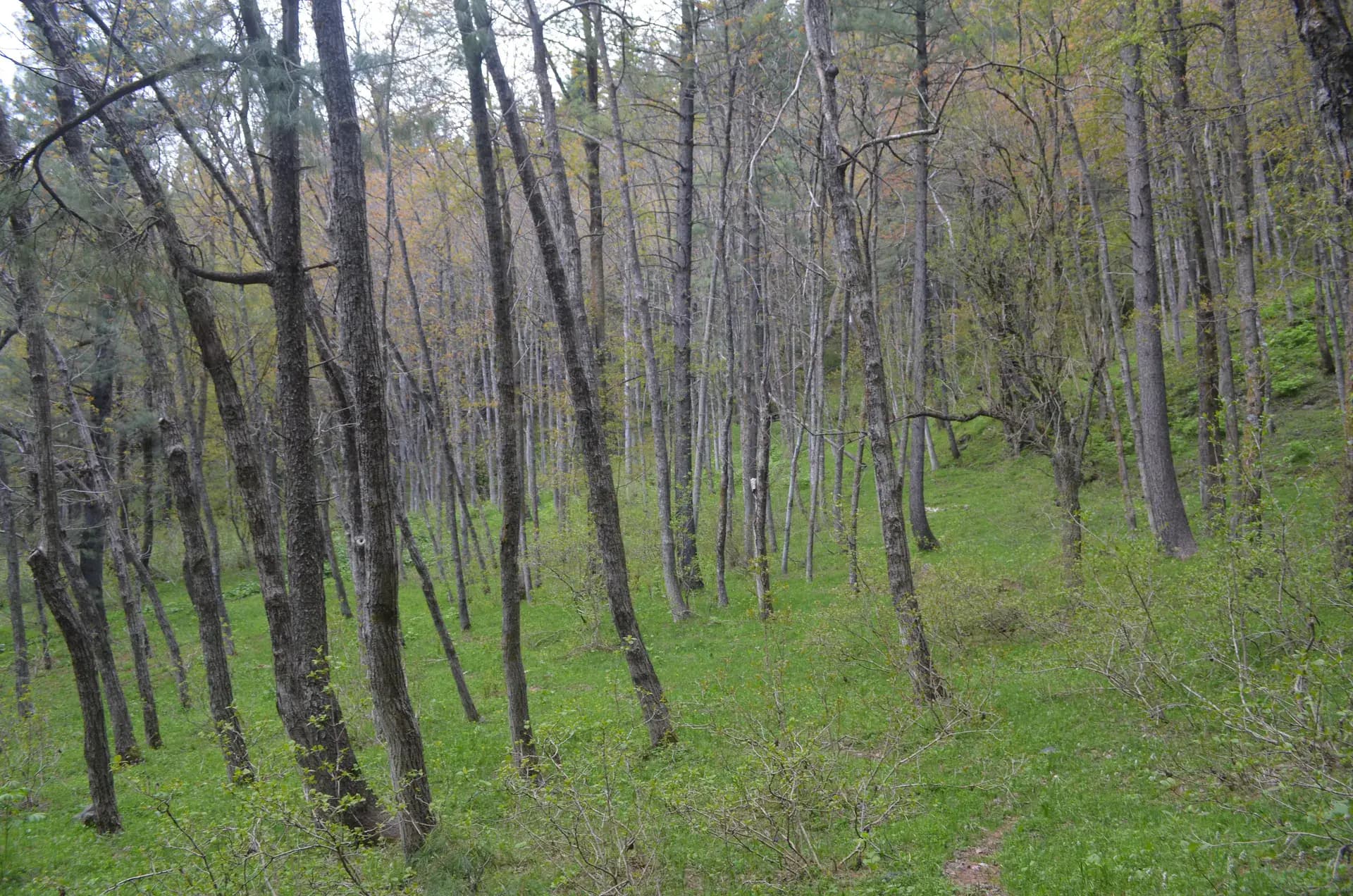 Sharan Forest
