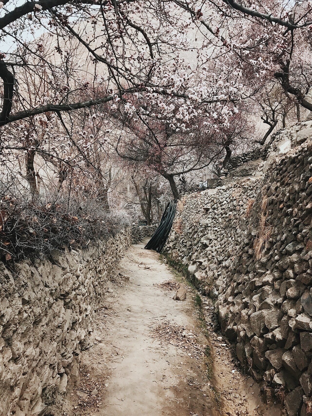 Apricot Season in Hunza